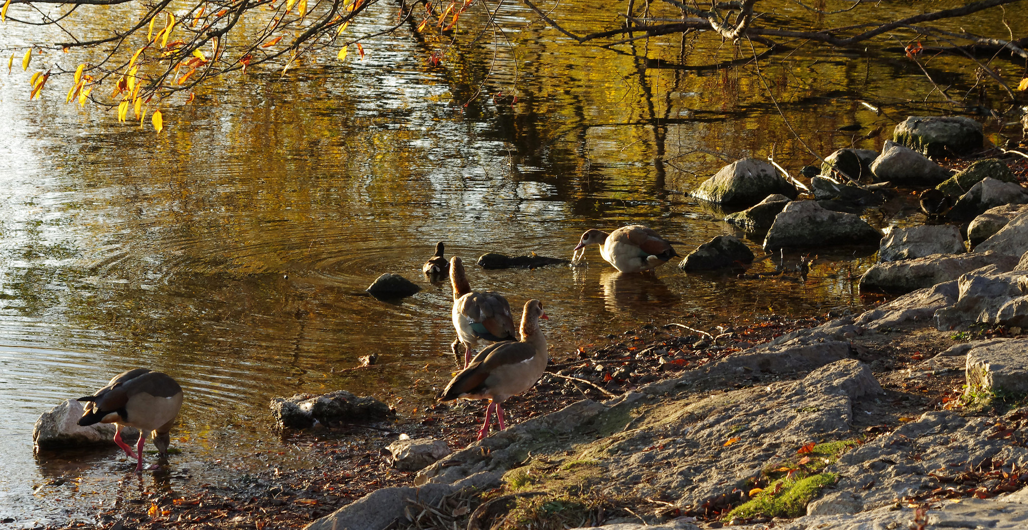 Tierwelt im Herbst 2018