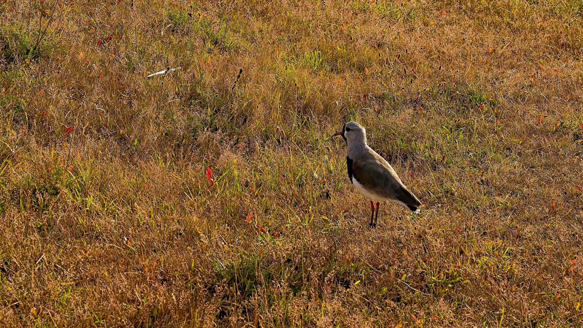 Tierwelt im Nationalpark 'Torres del Paine' in Chile