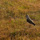 Tierwelt im Nationalpark 'Torres del Paine' in Chile