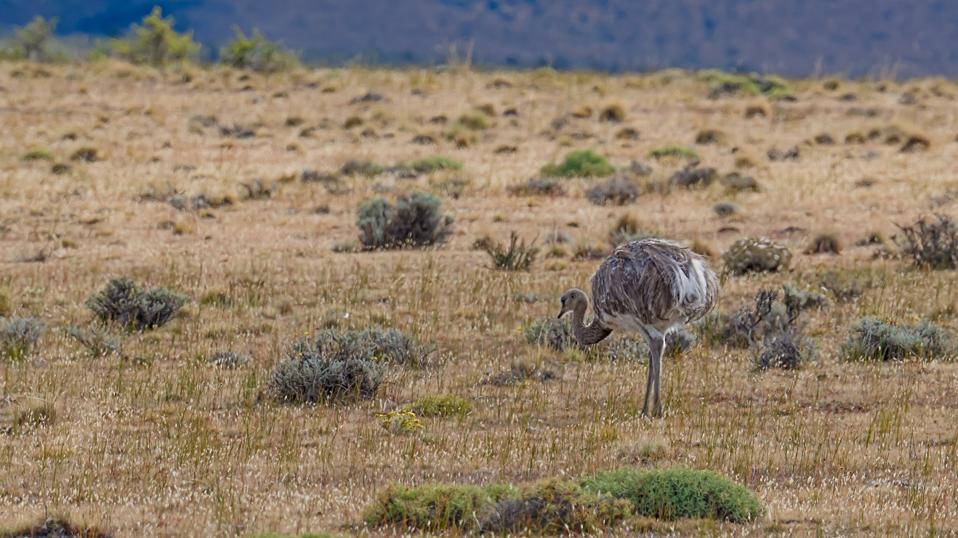 Tierwelt im Nationalpark 'Torres del Paine' in Chile