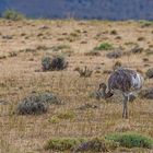 Tierwelt im Nationalpark 'Torres del Paine' in Chile