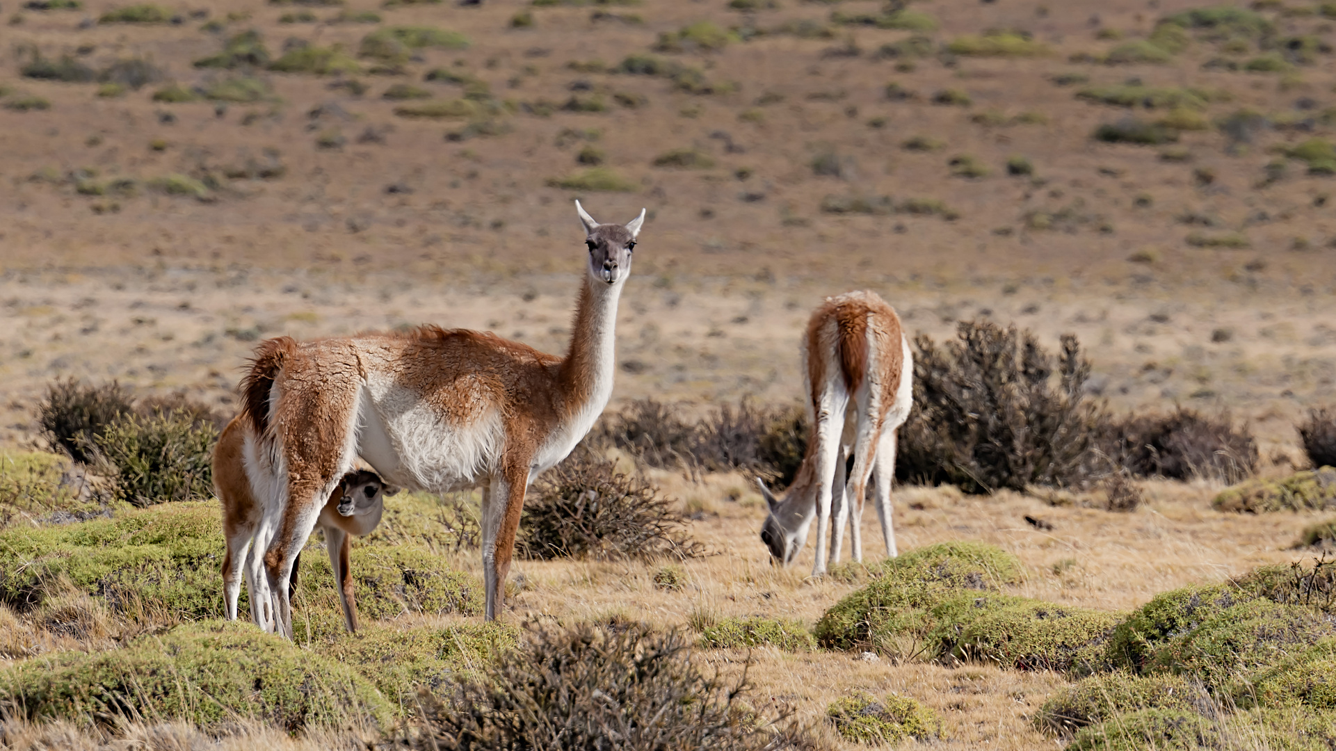 Tierwelt im Nationalpark 'Torres del Paine' in Chile