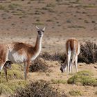 Tierwelt im Nationalpark 'Torres del Paine' in Chile