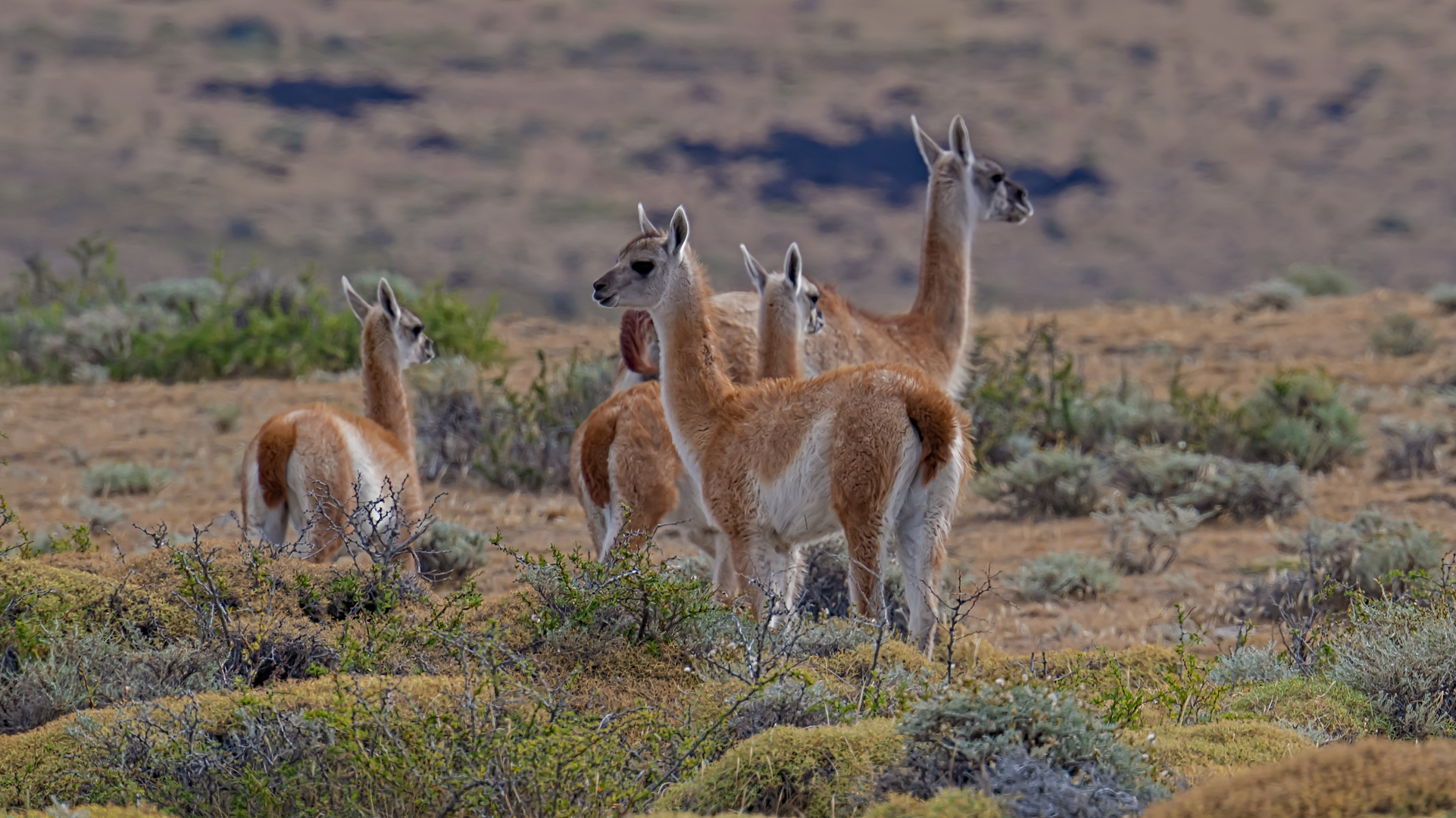 Tierwelt im Nationalpark 'Torres del Paine' in Chile