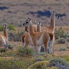 Tierwelt im Nationalpark 'Torres del Paine' in Chile