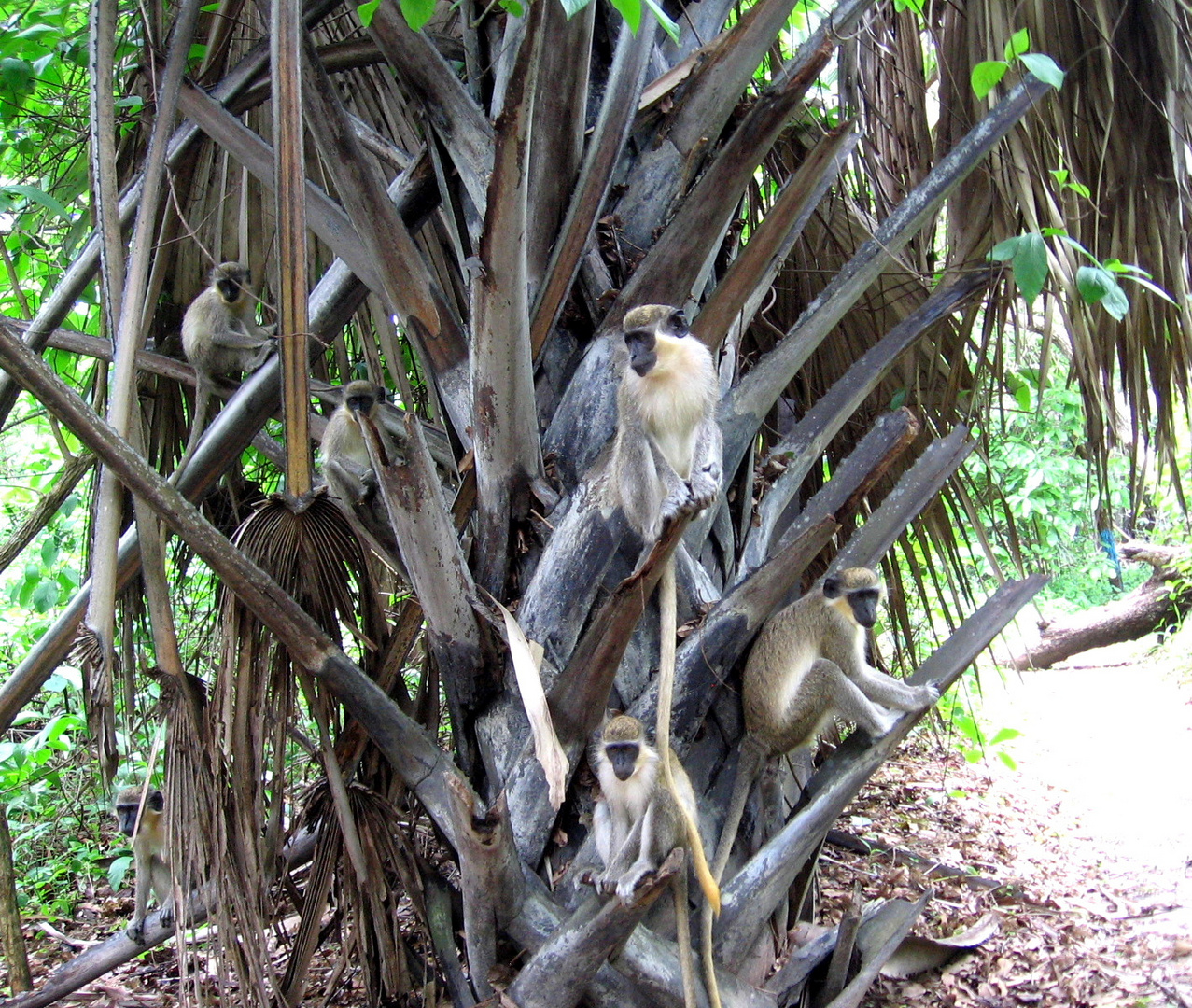 Tierwelt in Gambia