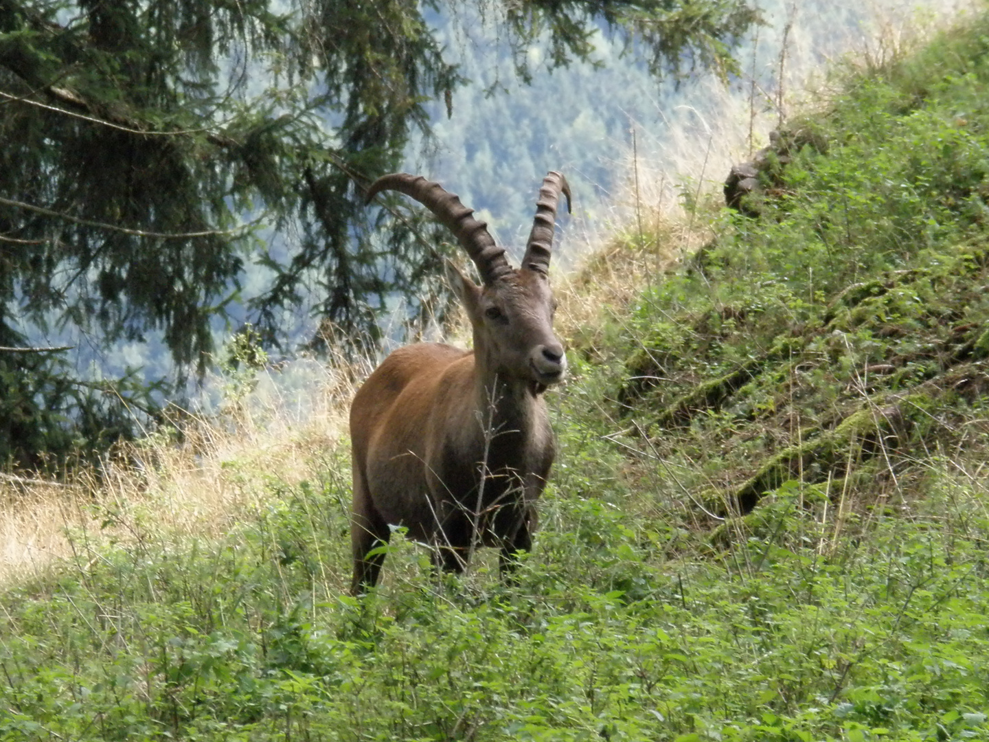 Tierwelt in Kärnten (1)