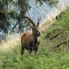 Tierwelt in Kärnten (1)