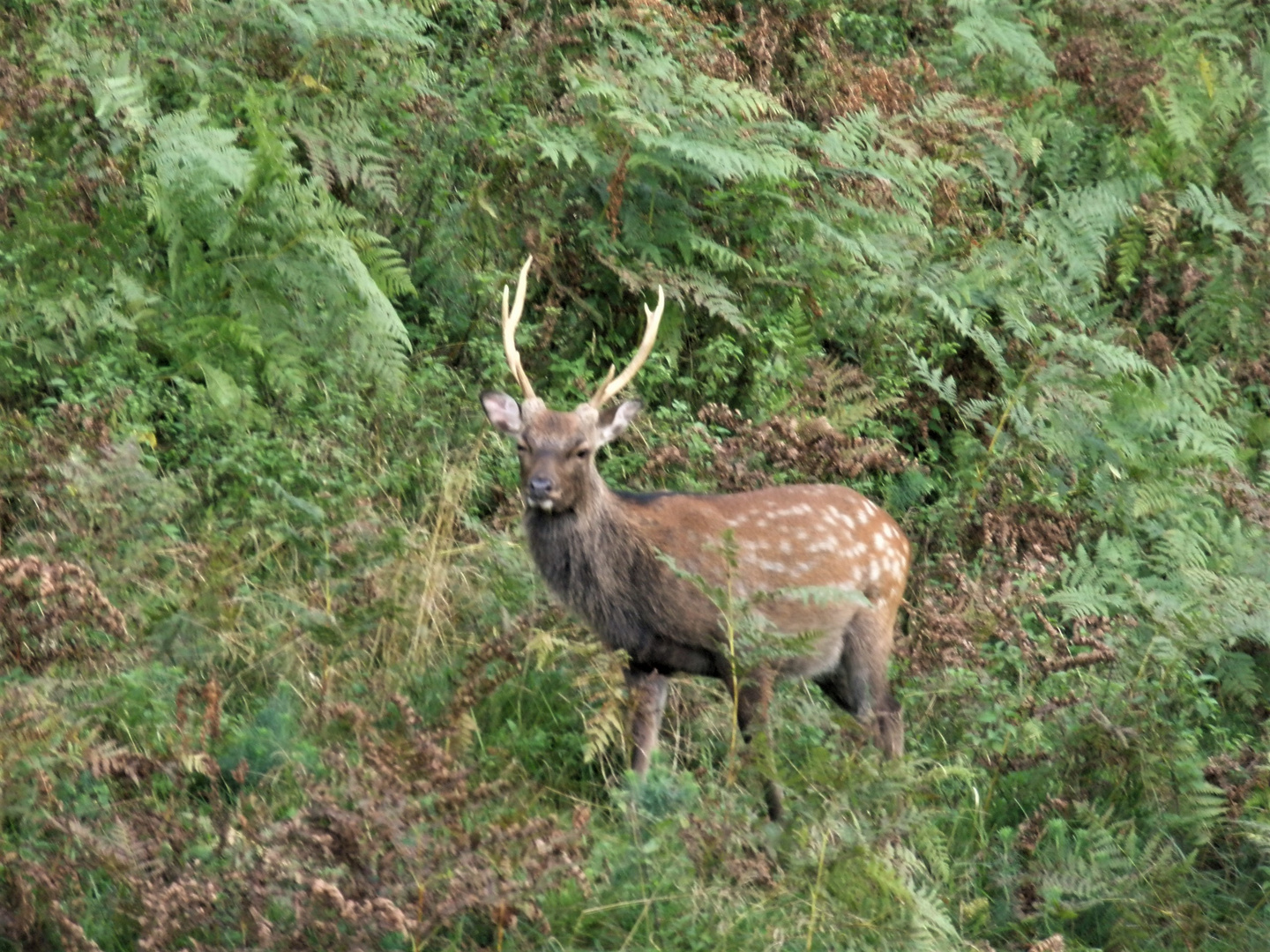 Tierwelt in Kärnten (2)