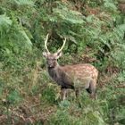 Tierwelt in Kärnten (2)