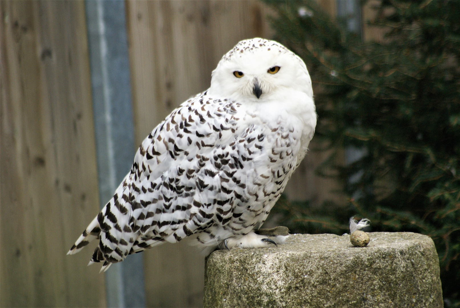 Tierwelt in Kärnten (3)