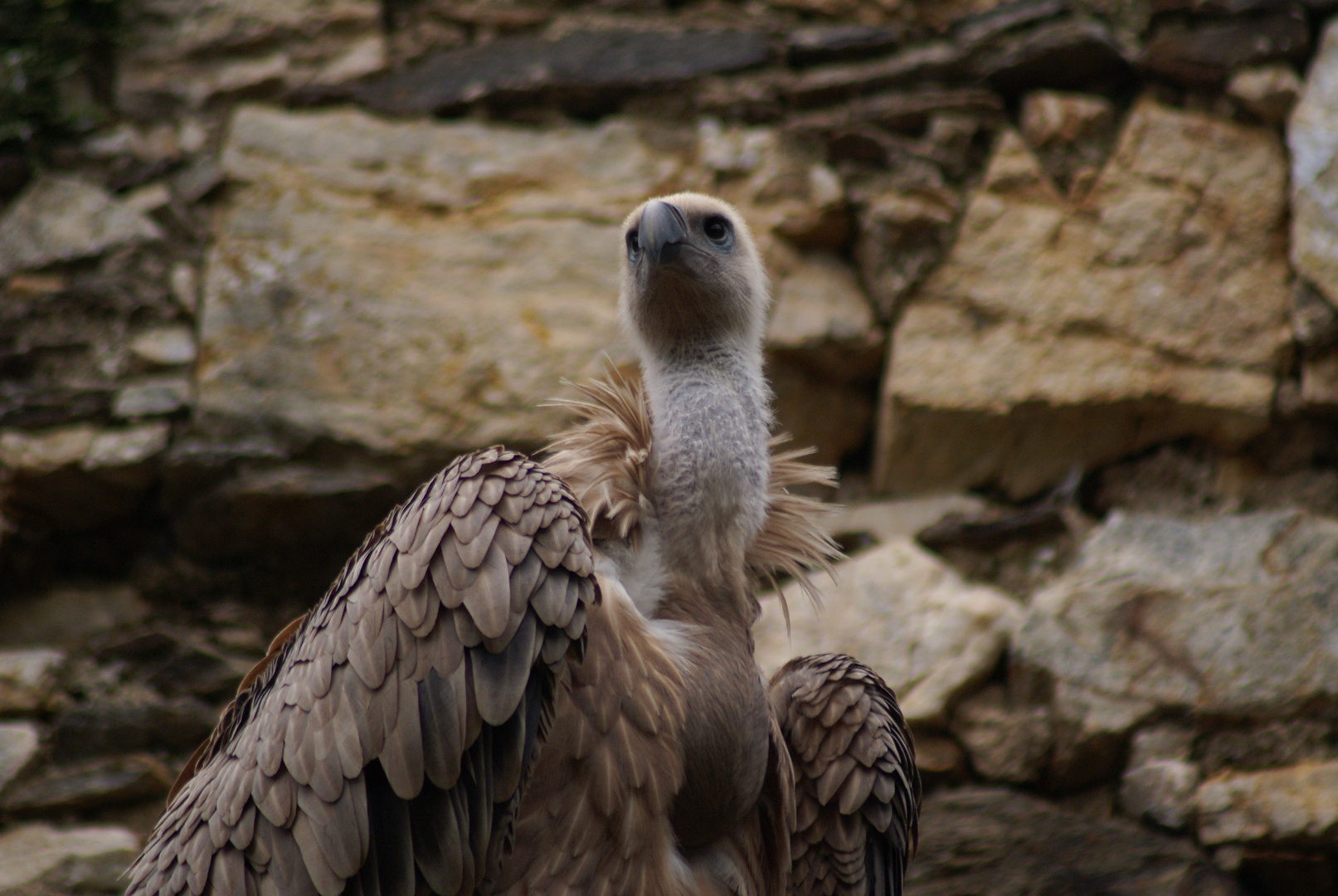 Tierwelt in Kärnten (4)