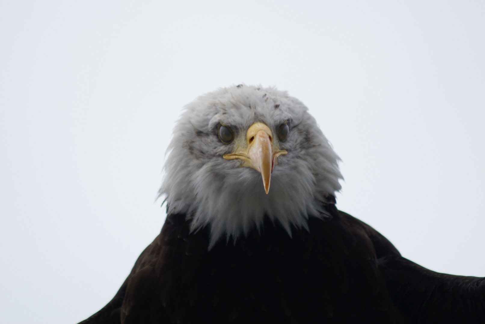 Tierwelt in Kärnten (6)