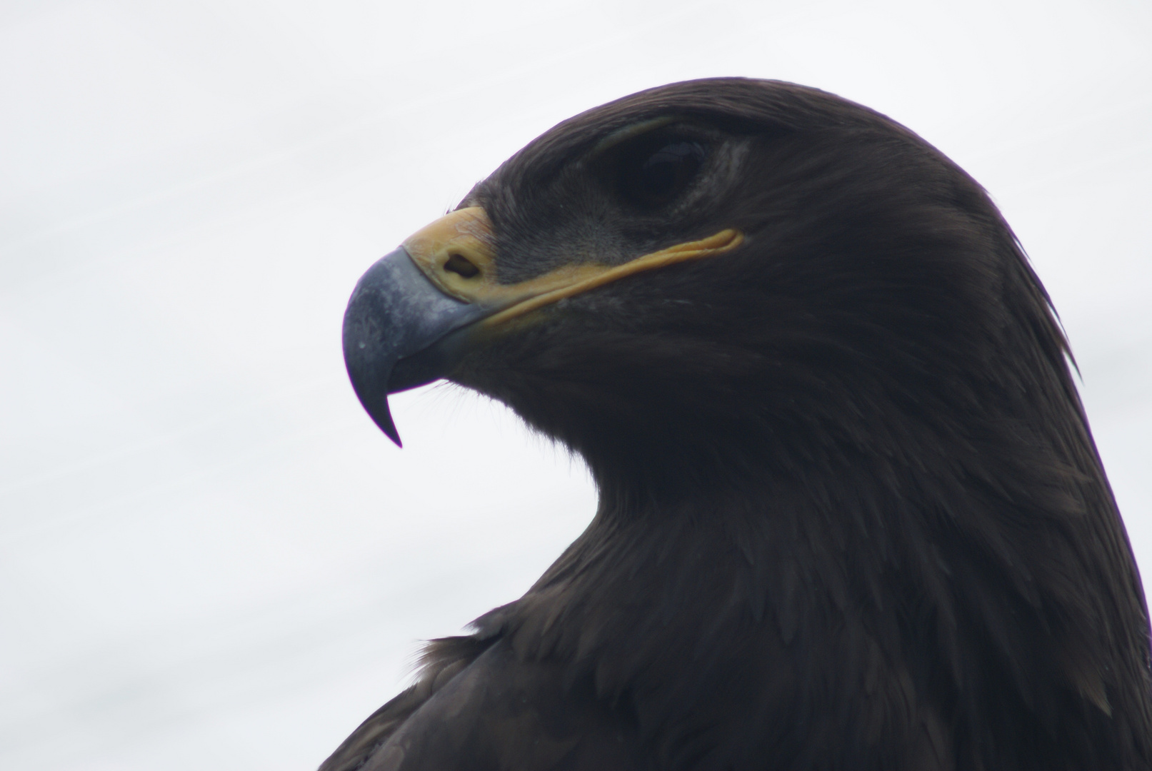 Tierwelt in Kärnten (8)