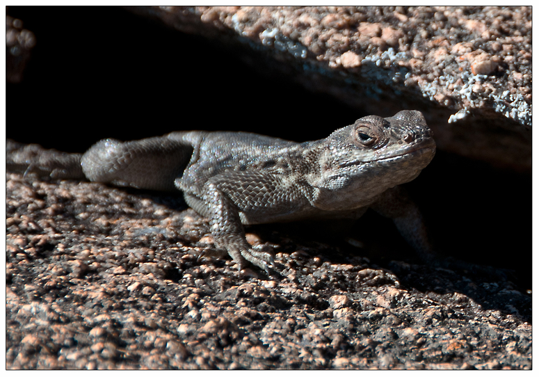 Tierwelt Madagaskars III