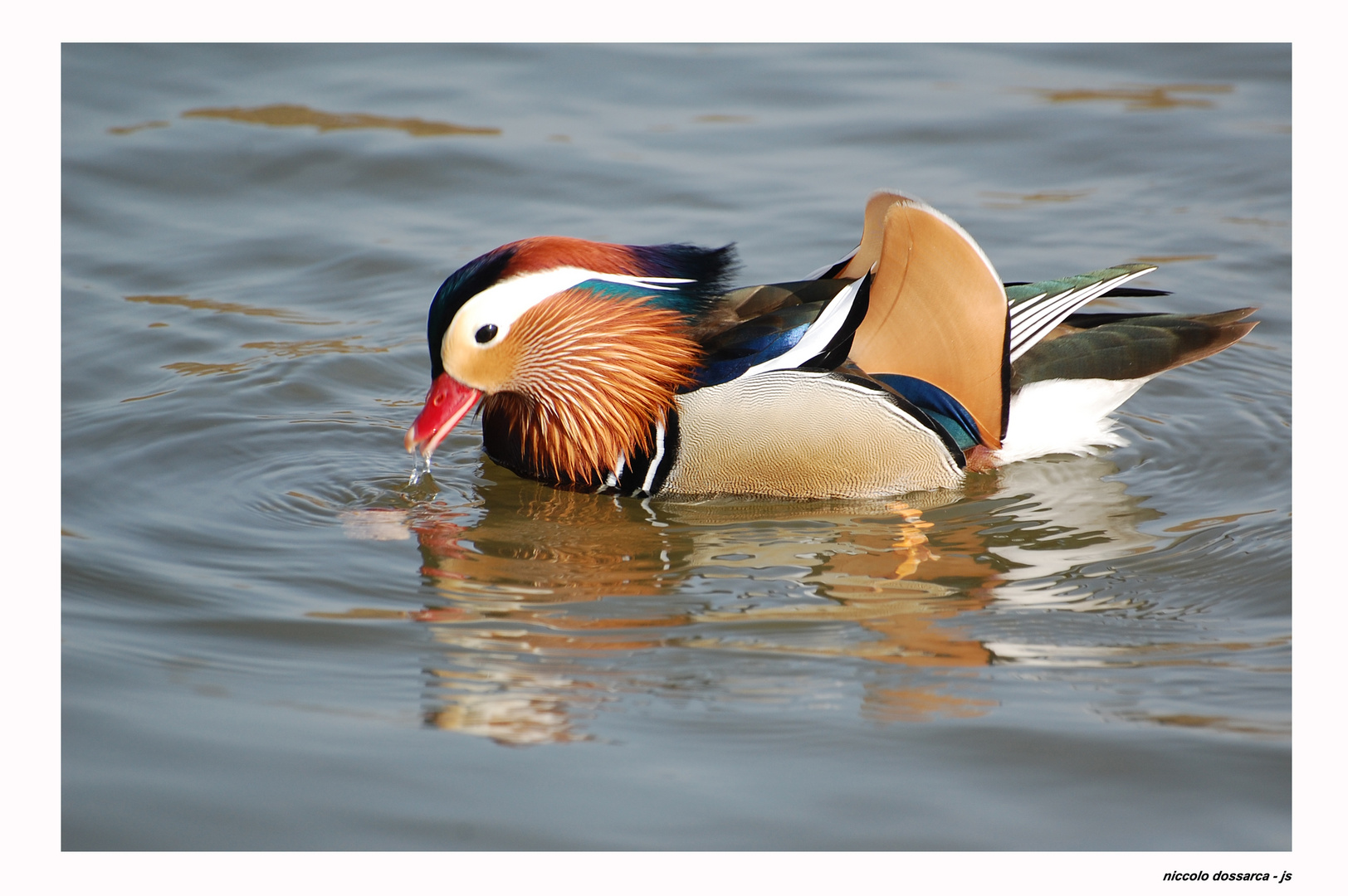 Tierwelt - Seen - Ehmetsklinge - MANDARINENTE - 0270 / 2010 