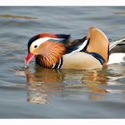 Tierwelt - Seen - Ehmetsklinge - MANDARINENTE - 0270 / 2010 