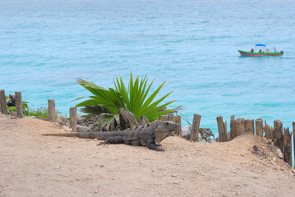 Tierwelt von Tulum