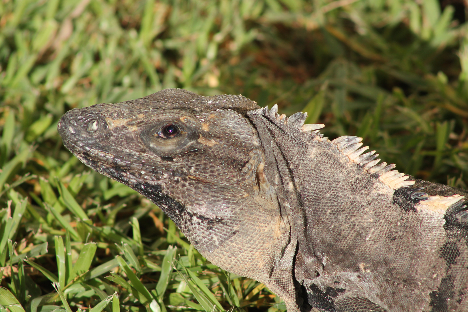 Tierwelt Yucatan 8