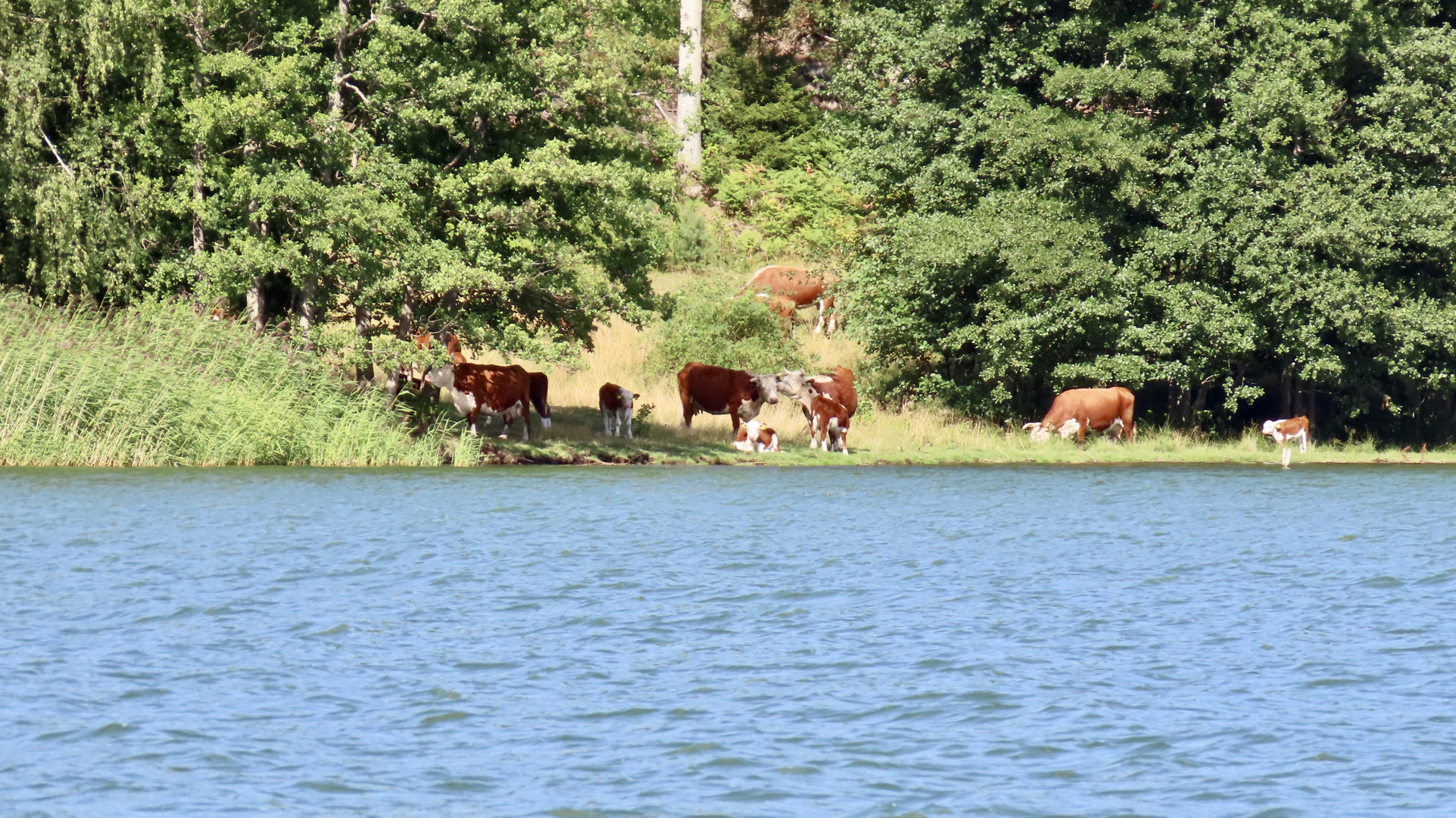 Tierwohl am Fjord...........