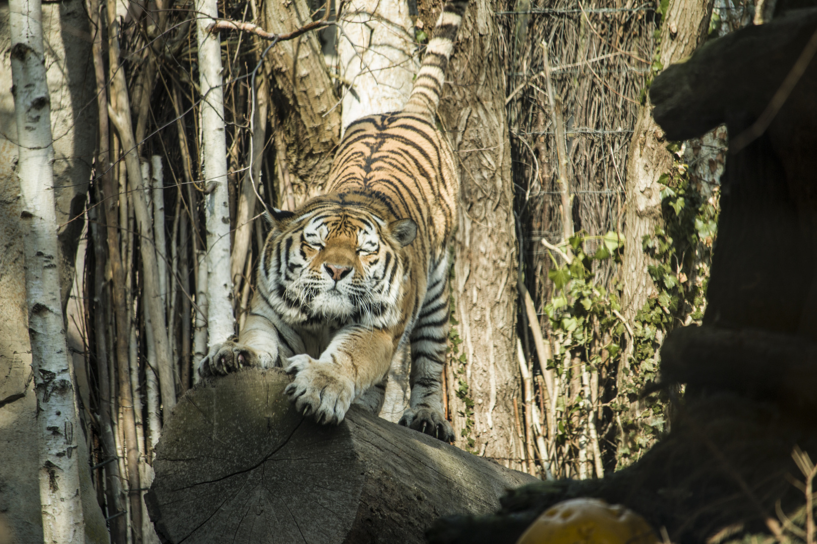 Tieryoga ... Adho Mukha Svanasana eines Amurtigers