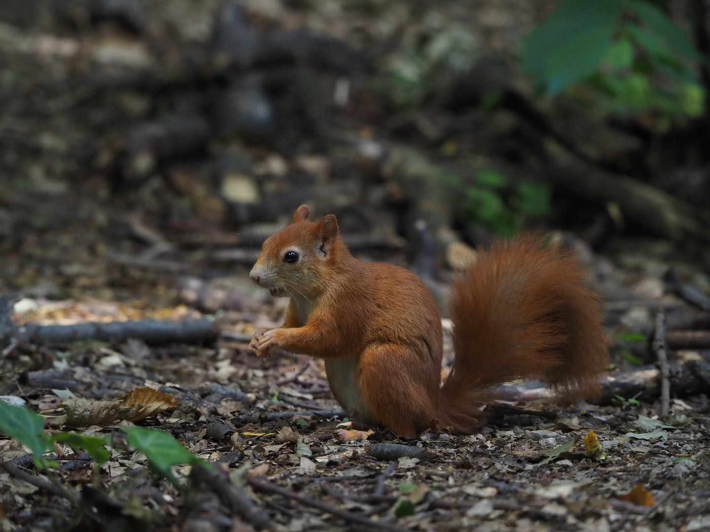 TIERzuliebe