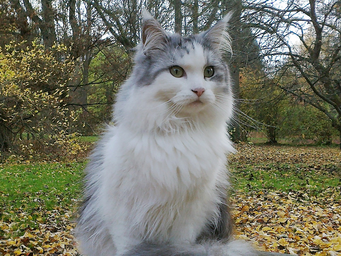 Tiffy im Botanischen-Garten (November 2015)