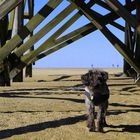 Tiffy in St Peter-Ording