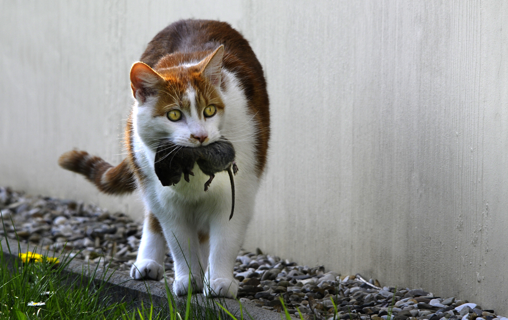 TIGER Foto & Bild | natur, katze, kater Bilder auf fotocommunity