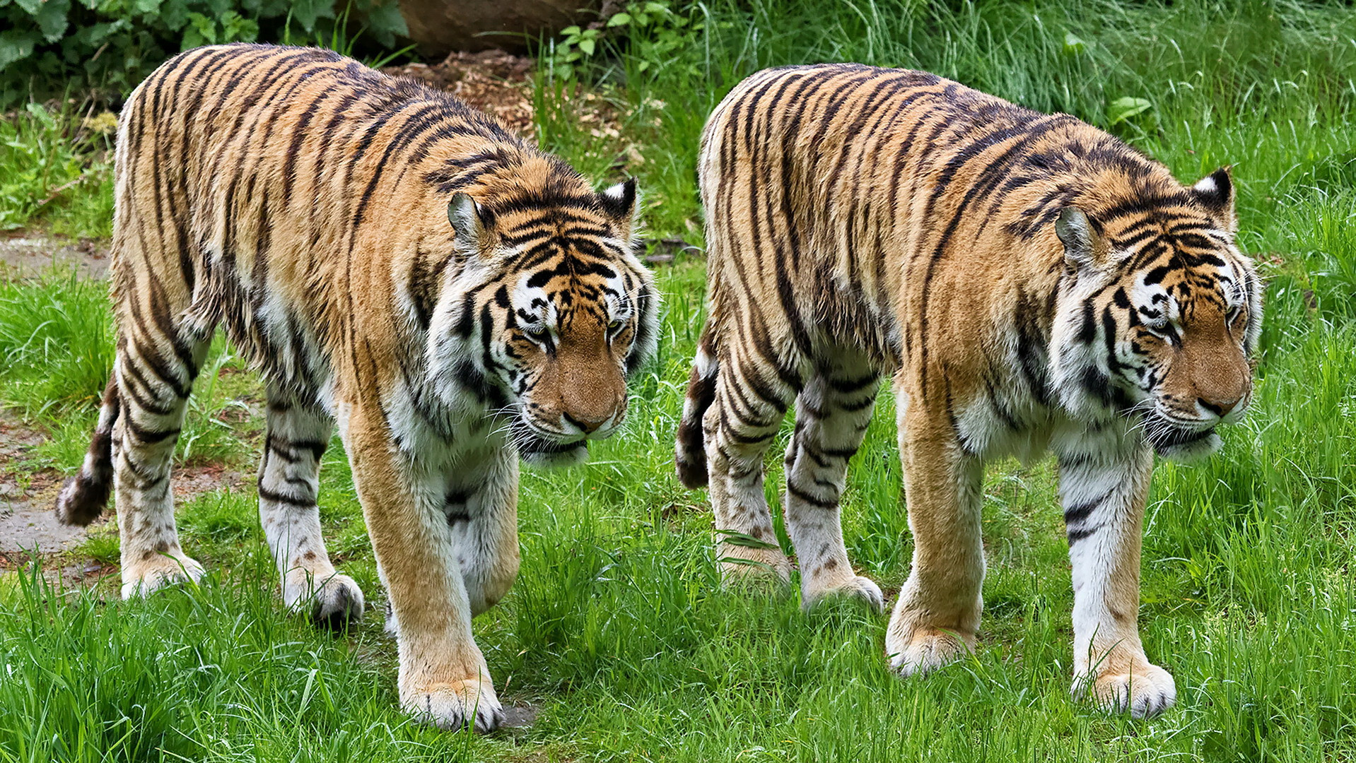Tiger 005 Foto & Bild | natur, pflanzen, tiere Bilder auf fotocommunity