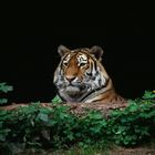 Tiger 014