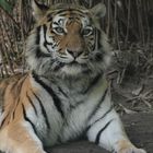 Tiger -03