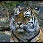 Tiger 09