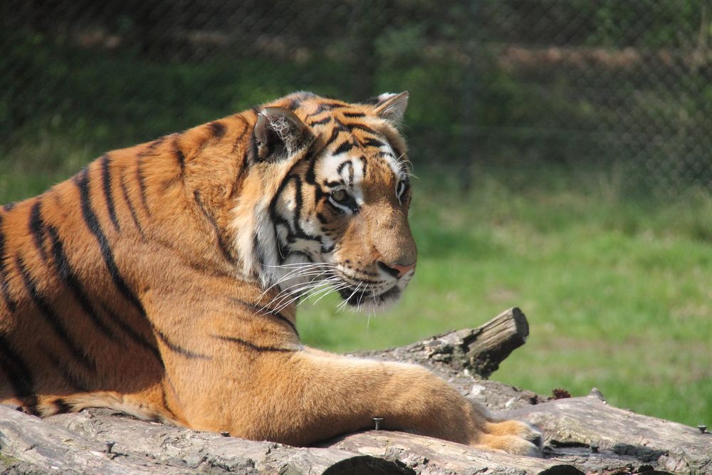 Tiger von Lori 81 