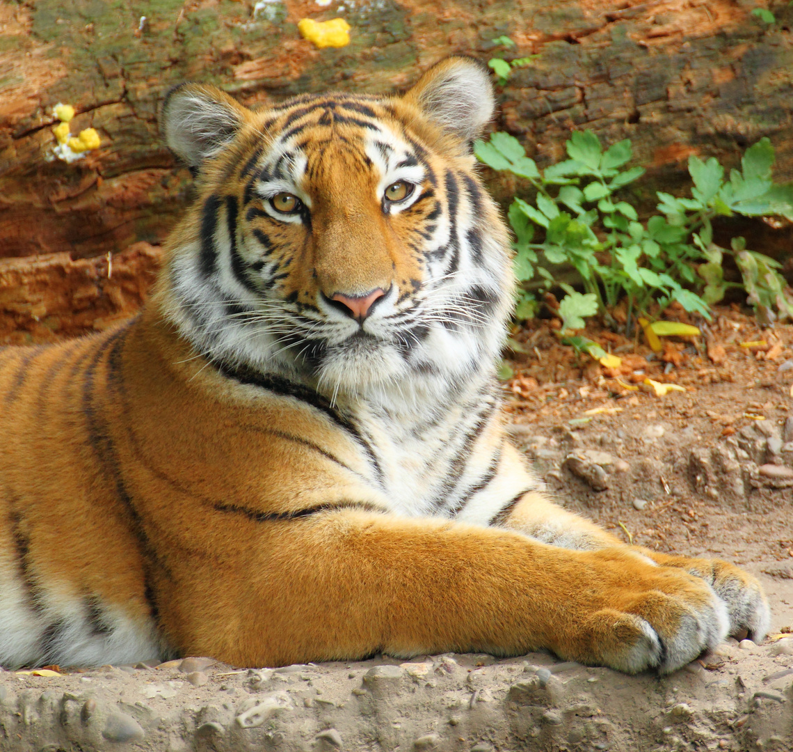 Tiger 1 (Duisburger Zoo)