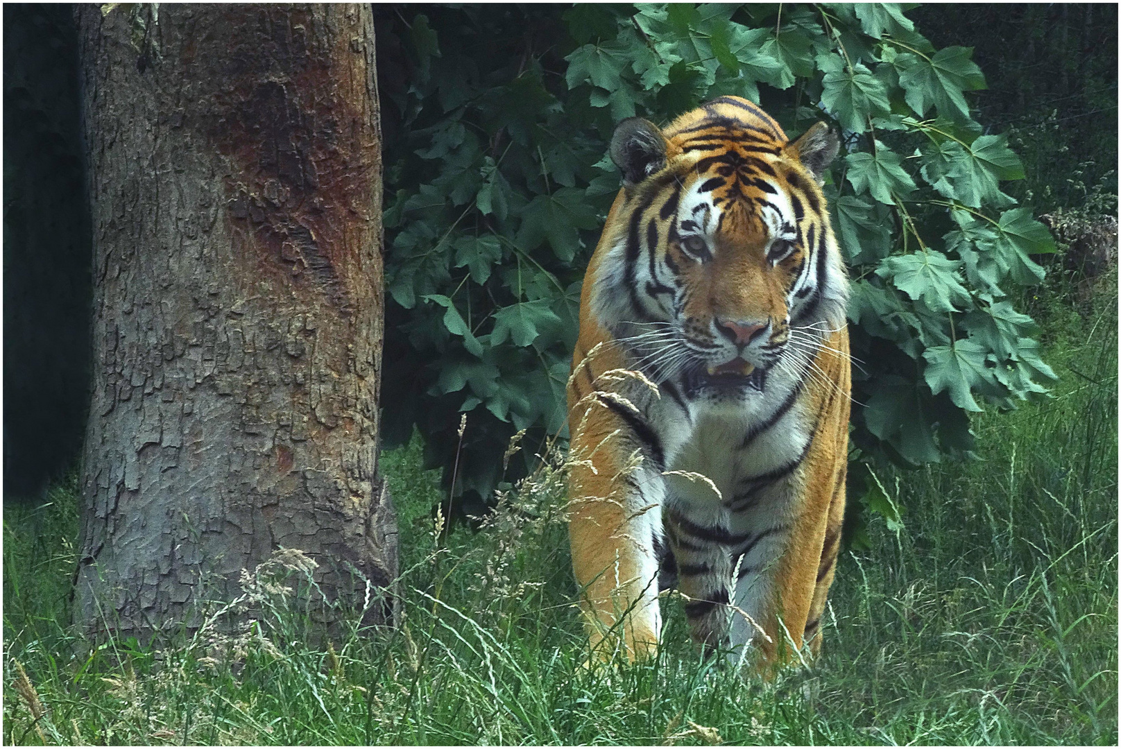 Tiger (1) Zoo Neuwied