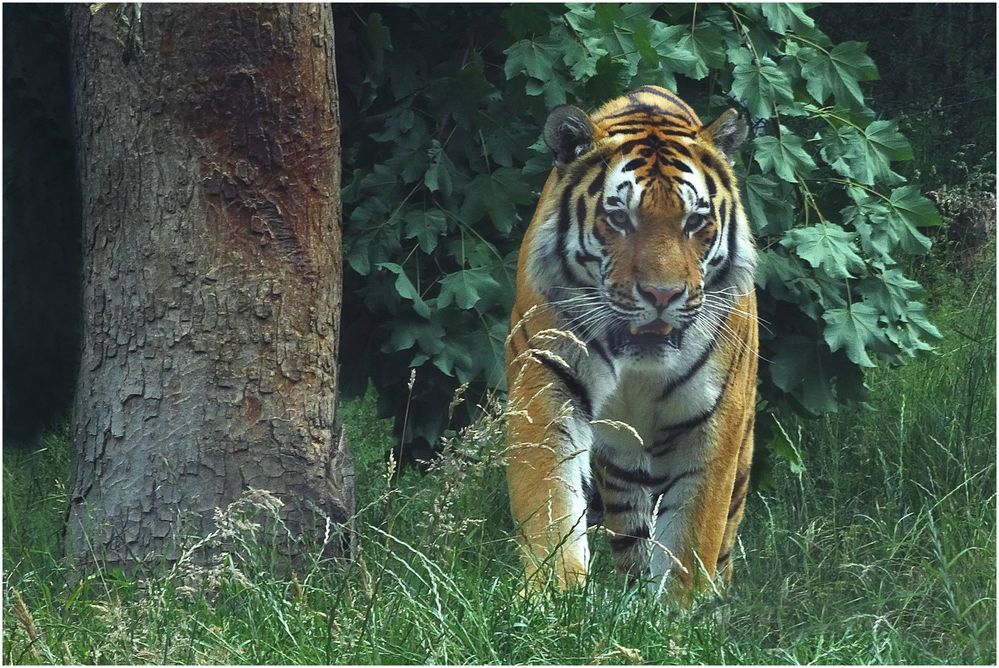 Tiger (1) Zoo Neuwied