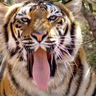 Tiger 1394