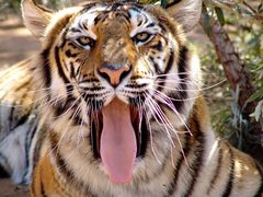 Tiger 1394