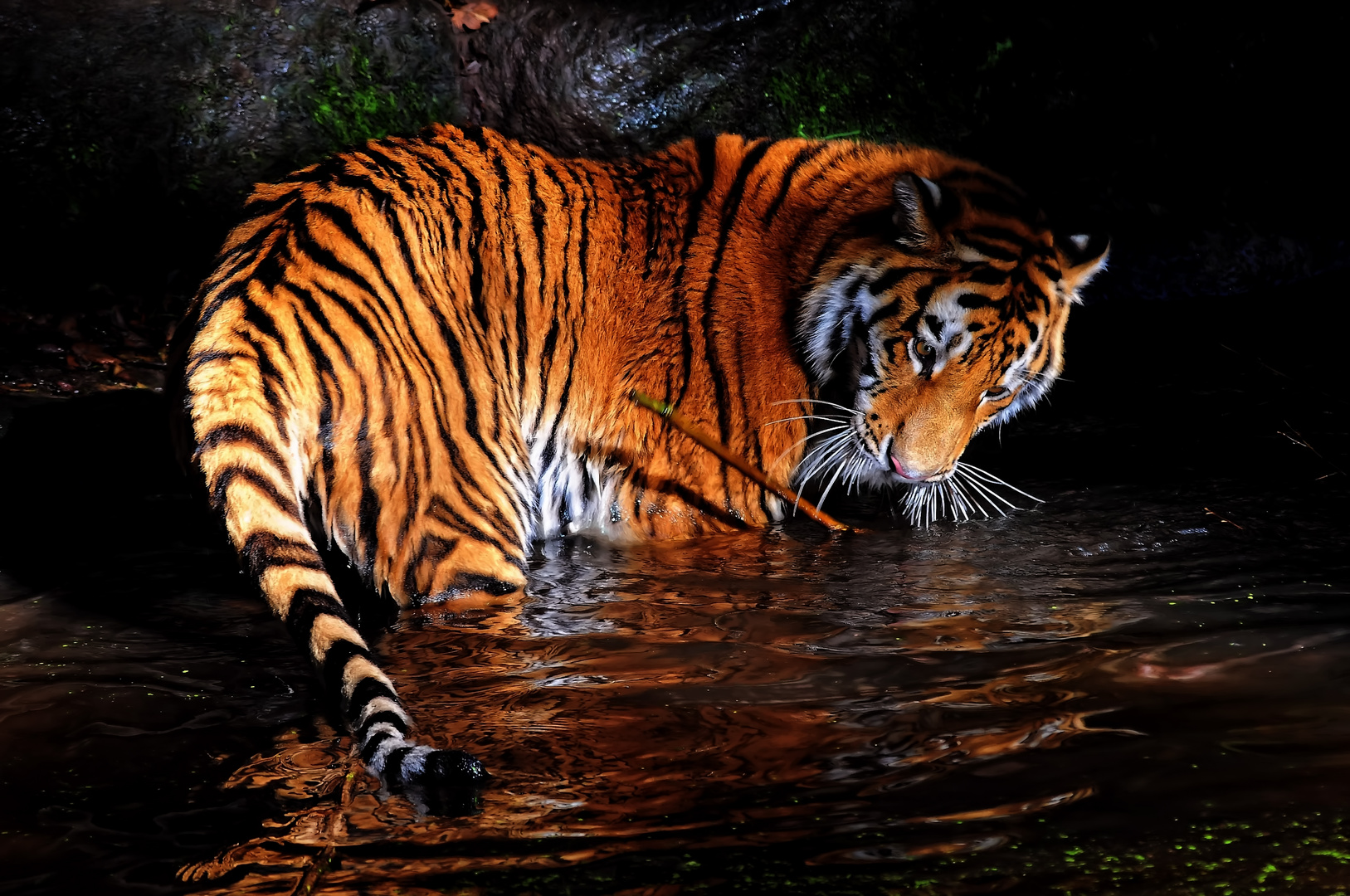 Tiger