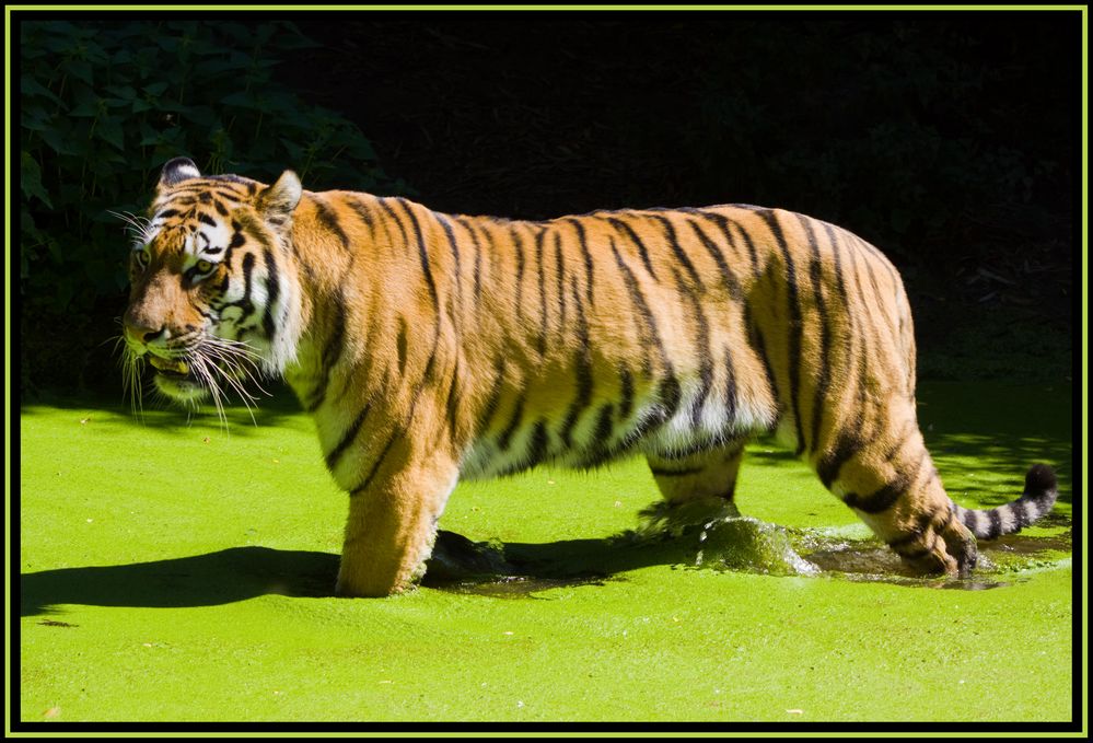 Tiger 2