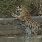 Tiger 2, Bandhavgarh NP, Indien
