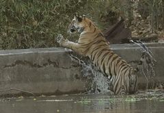 Tiger 2, Bandhavgarh NP, Indien