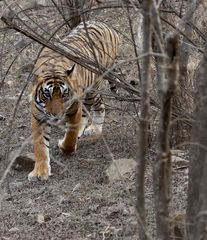 Tiger 2, Ranthambore NP, Indien