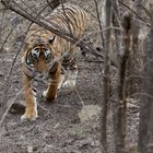 Tiger 2, Ranthambore NP, Indien