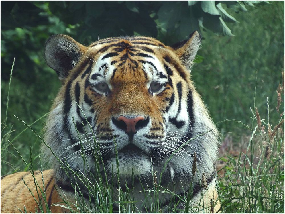 Tiger (2) Zoo Neuwied