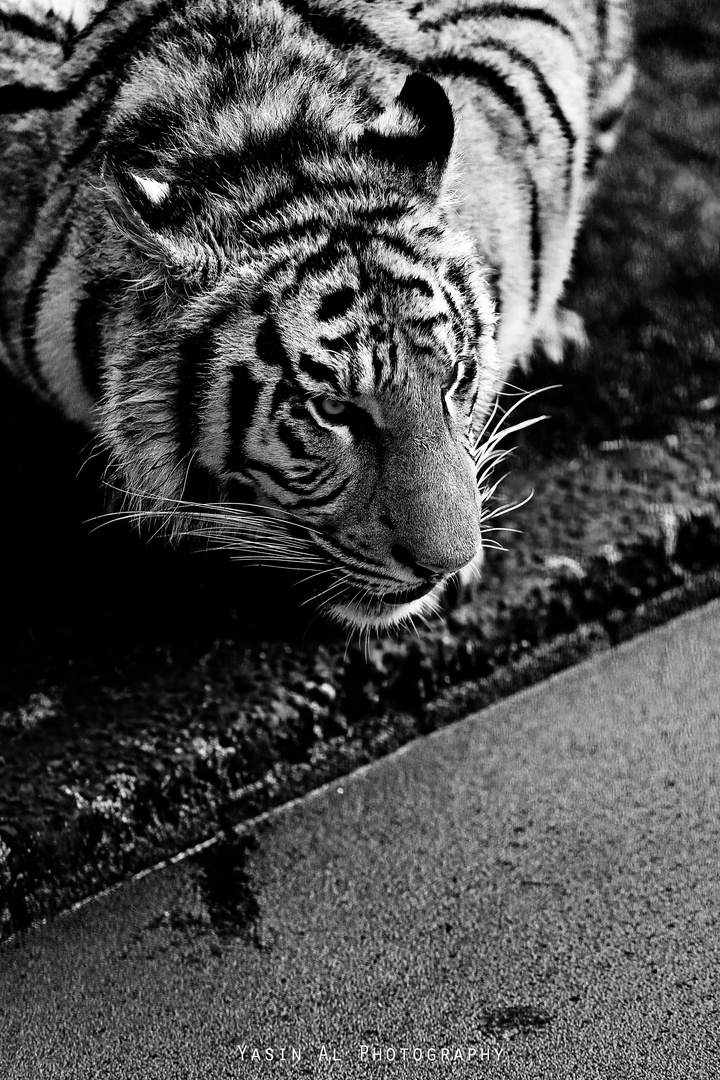 Tiger 2014 Yasin Al Photography