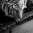 Tiger 2014 Yasin Al Photography