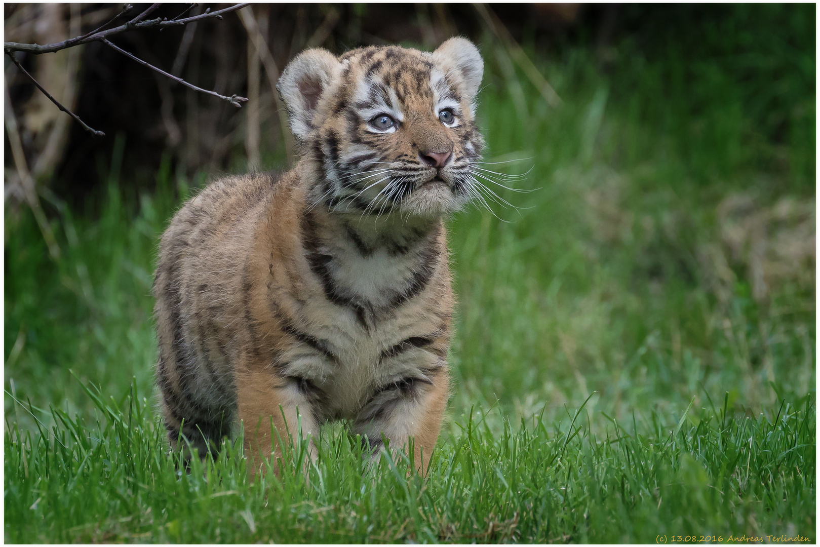Tiger-2016-Zoo-Duisburg-20160813