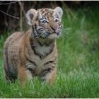 Tiger-2016-Zoo-Duisburg-20160813